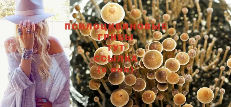 Галлюциногенные грибы MAGIC MUSHROOMS  Зеленогорск 